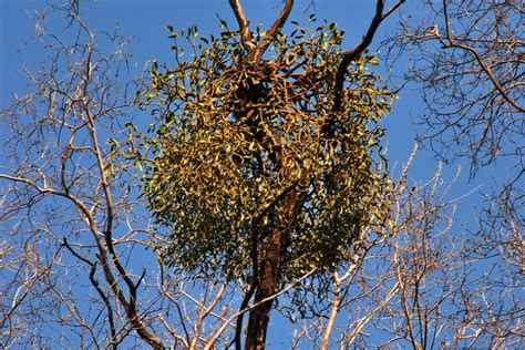 广西玉林石斛龙园，整个种植园的龙眼树上都寄生着铁皮石斛