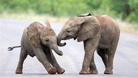 萌！南非公园里小象互相嬉戏打闹引游客忍俊不禁_博览_环球网