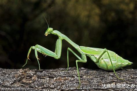 绿巨螳螂vs翡翠蝈蝈，螳螂和蝈蝈之间的对战