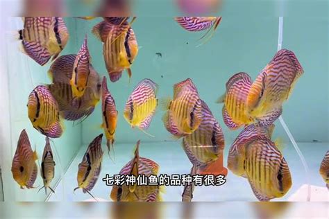 七彩神仙鱼5K图片-千叶网