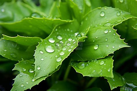 绿叶子上的雨露高清图片下载-正版图片600737741-摄图网