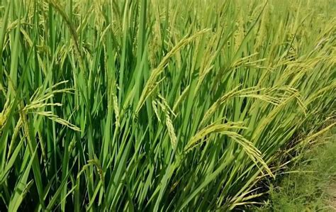水稻亩产量如何计算呢？ - 农业种植网