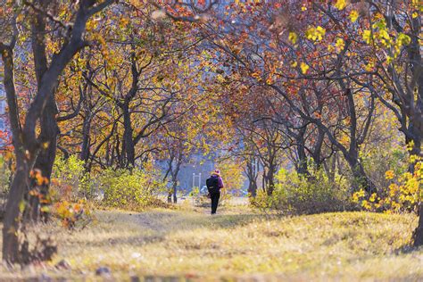 运动员走在秋季的树林里图片-阳光下运动员走在秋季的树林里素材-高清图片-摄影照片-寻图免费打包下载