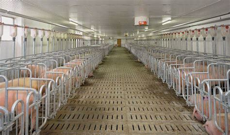 【解读】丹麦最新养猪营养标准（第31版） – 广州英赛特生物技术有限公司