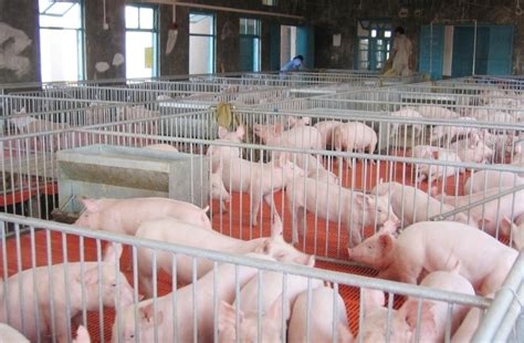 计划年出栏100万头生猪，海大集团推动罗定市养殖全产业链项目落地 - 猪好多网