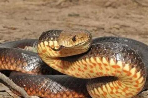 世界十大最厉害的蛇-世界上最厉害的蛇是什么-世界厉害蛇类排行-排行榜123网