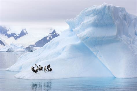 科学家在南极冰层之下发现雨林遗迹_凤凰网历史_凤凰网
