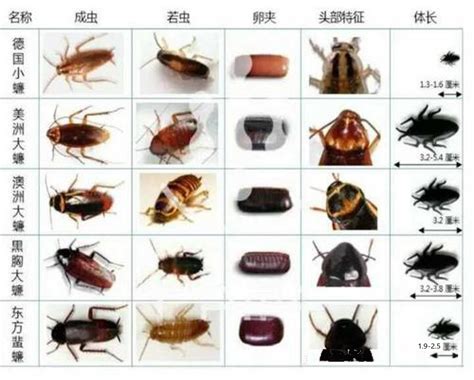 蟑螂百科-蟑螂天敌|图片-排行榜123网
