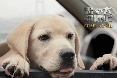 《忠犬流浪记》发布定档预告 9月6日温情上映