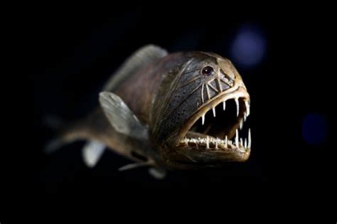 盘点深海中未知的十大怪鱼，史前剑吻鲨重现(3) —【世界之最网】