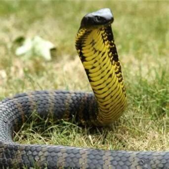世界十大最厉害的蛇-世界上最厉害的蛇是什么-世界厉害蛇类排行-排行榜123网