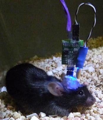 中美科学家测试超级小鼠，具有夜视能力，突破哺乳动物视觉极限-《麻省理工科技评论》中文网