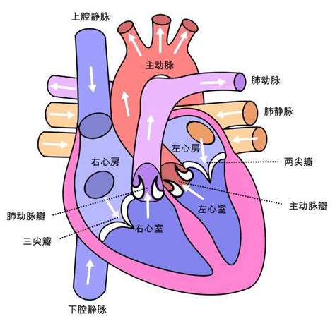 人类心脏,,分离着色,视角,垂直画幅,正面视角,形状,心内膜,部分摄影素材,汇图网www.huitu.com