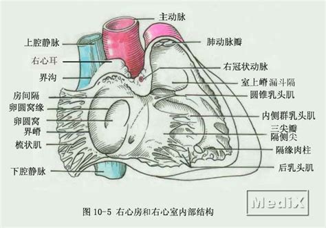 右心房和右心室内部结构