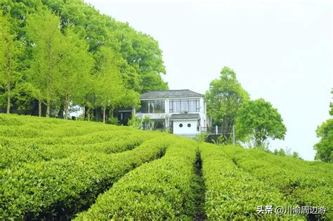 春季踏青茶旅线路：重庆巴南-定心茶园茶文化体验游