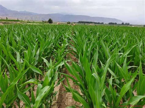 【观察】走进张掖：全国最大的玉米制种基地。_种子