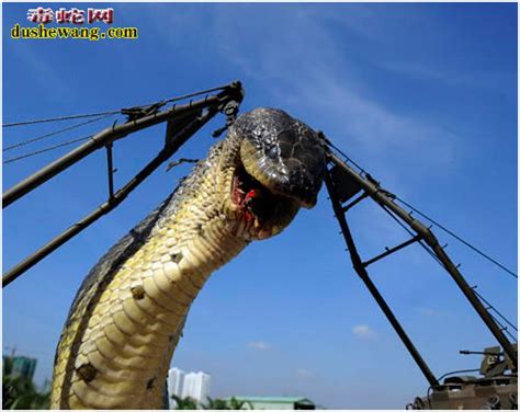 水库炸出1吨巨蟒 网友：蛇精变成了蛇肉大宴【图】_青新闻__中国青年网