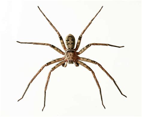 Huntsman Spider Size