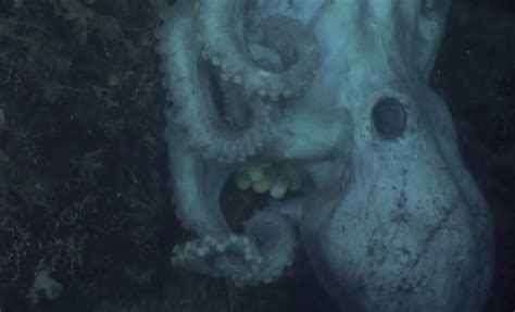 海底的章鱼高清图片下载-正版图片600087388-摄图网