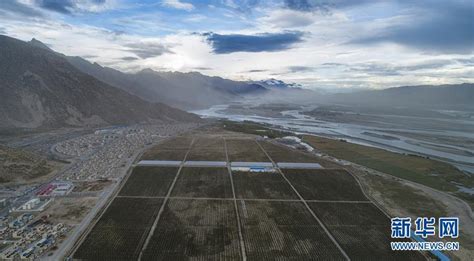西藏山南：生态搬迁点迎来苹果丰收_云南网