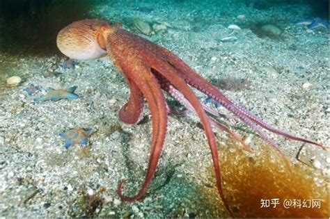 刷新章鱼物种！科学家发现八爪鱼的祖先“十爪鱼” - 知乎