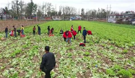 "菜不卖了，送往灾区!”卫辉农民将灾后补种蔬菜捐往山西-大河新闻