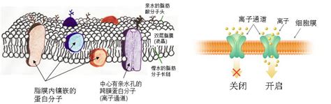 钠离子通道与疼痛研究获进展----中国科学院