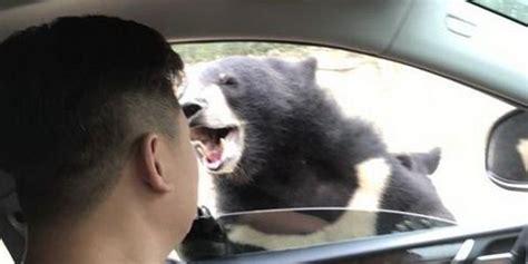 广东首次在野外记录到野生黑熊影像(图)_手机凤凰网