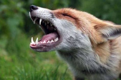 狐狸和小猫音效素材-狐狸和小猫配乐素材-千库网
