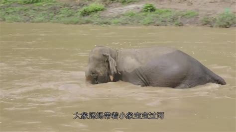 小象不慎掉入泥塘，大象妈妈一声长啸，下一秒一群大象冲了过来_新浪新闻