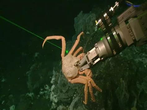 你从未见过的深海生物，在摄影师镜头下竟是如此惊艳！ - 海洋财富网
