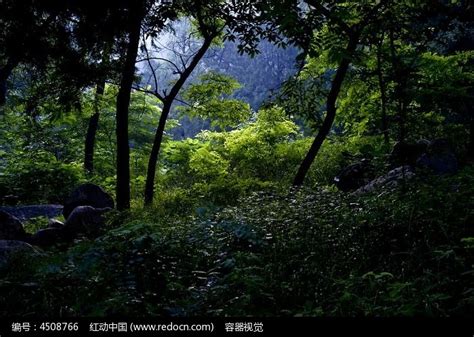 森林深处百年树木野鹿太阳光PNG图片素材下载_树木PNG_熊猫办公