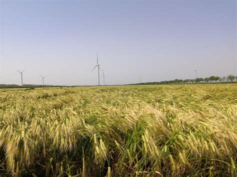 大麦适合吉林种植吗-绿宝园林网
