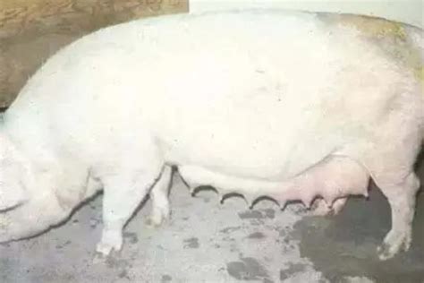 母猪产前一天征兆 - 农敢网