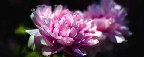 最稀有的花,上最稀有的花,最美罕见稀世奇花_大山谷图库