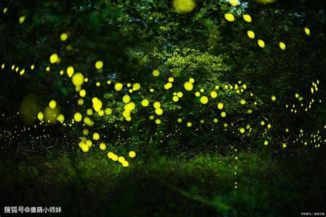 中国科学院西双版纳热带植物园，萤火虫进入观赏期-云南省林业和草原局-关注森林网