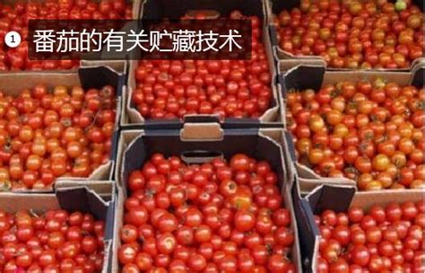 台湾精进育种技术 小果番茄享誉全球 - 农牧世界