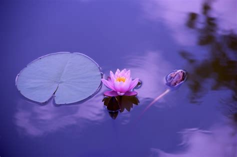 莲花壁纸图片