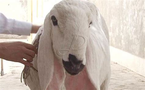 新疆1200万天价“刀郎羊”史上最贵 学名瓦格吉尔羊-新乡市新东机械