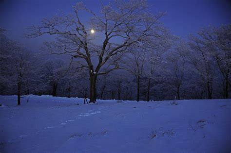 雪村月夜高清图片下载_红动网