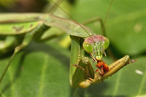螳螂吃什么食物 - 早若网