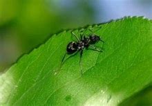 养蚂蚁之拟黑多刺蚁的养殖方法_饲养管理_农业之友