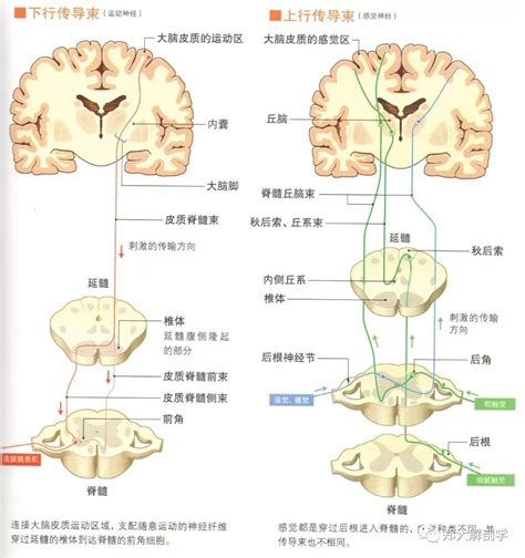 感觉神经传导通路 - 脑医汇 - 神外资讯 - 神介资讯