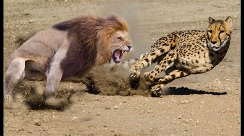 两头流浪雄狮大战狮王，狮王战败后，母狮准备暴动动物世界_暴动_大战_雄狮