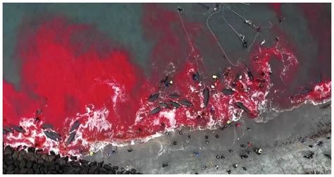 丹麦十年屠杀6500头鲸，海面血红只为过节，跟日本捕鲸有何区别？|法罗群岛|鲸鱼|捕鲸_新浪新闻
