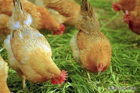 生态养殖鸡的发展趋势（未来养鸡行业前景如何） – 碳资讯