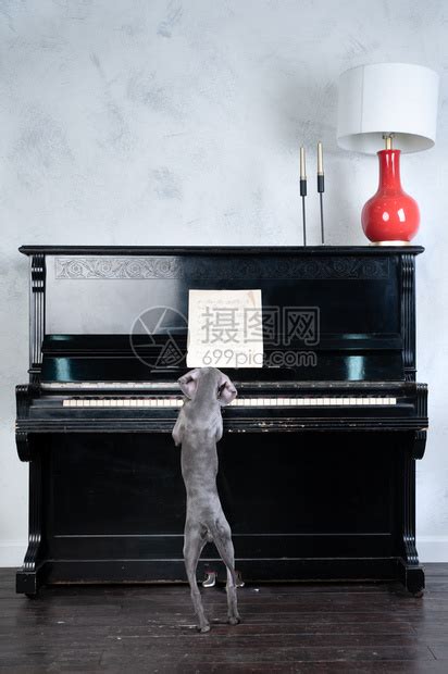 4K搞笑猫咪戴圣诞帽激情跳跃弹钢琴视频素材包,其它视频素材包下载,高清4096X2160视频素材下载,凌点视频素材网,编号:121021