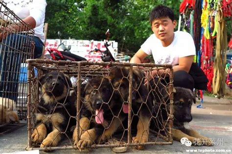 中国四大狗市：所有宠物狗犬种都有，进来就像逛菜市场 - 知乎