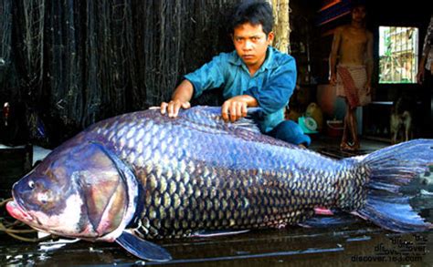 中国十大最贵的淡水鱼-中国最贵的淡水鱼品种-曾经卖出天价 - 排行榜345