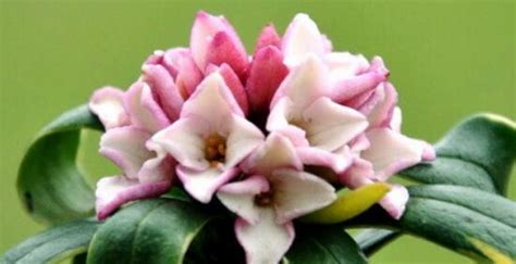 盆栽瑞香花量一年比一年少，教你几招促花技巧，让花朵更清香